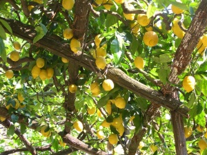 Lemon grove